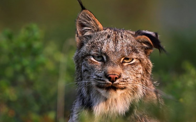 Lynx Theme screenshot #12