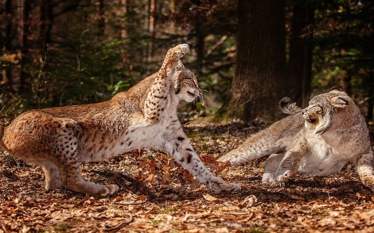 Lynx Theme screenshot #8