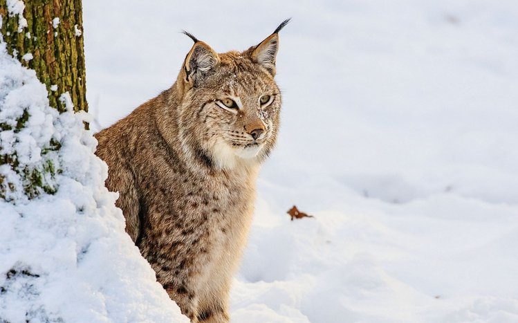 Lynx Theme screenshot #5