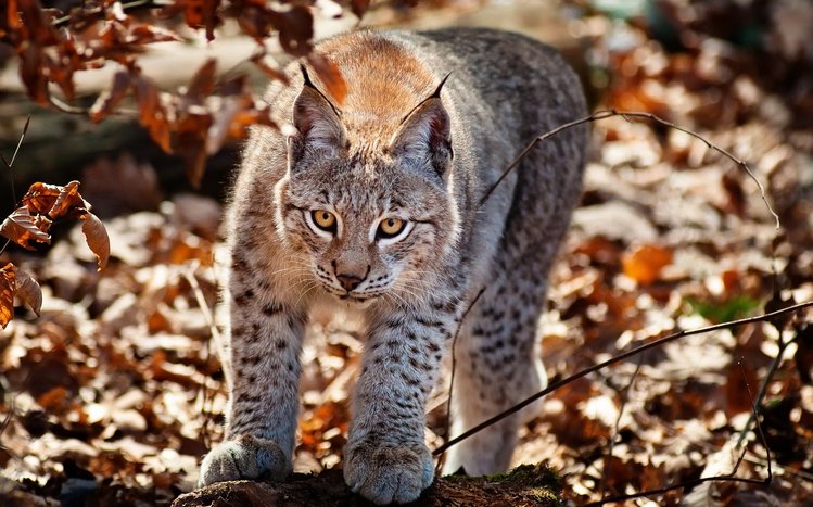 Lynx Theme screenshot #3