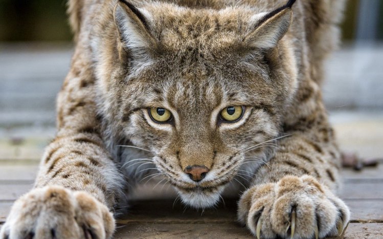 Lynx Theme screenshot #14