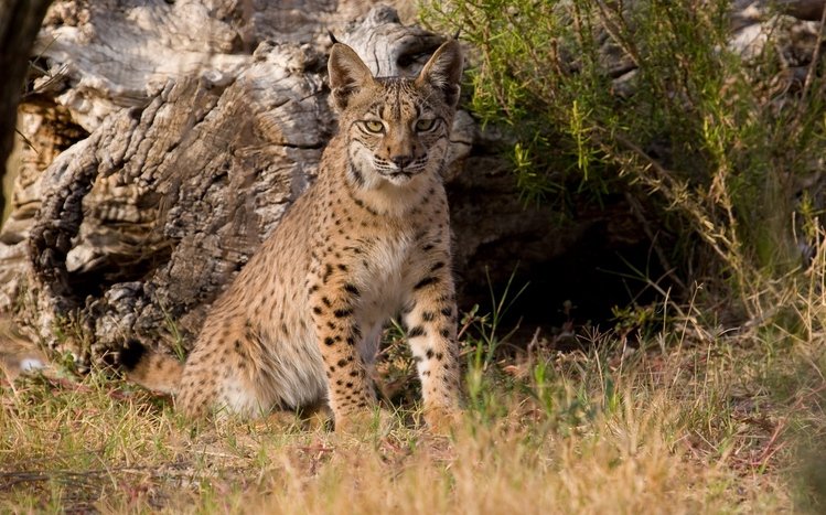 Lynx Theme screenshot #6