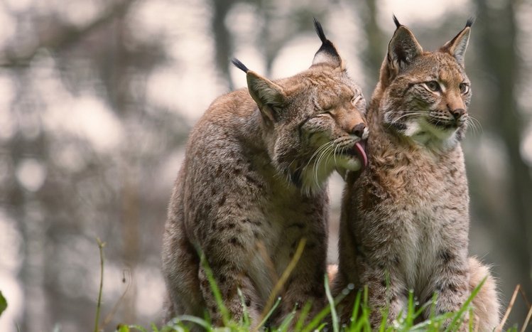 Lynx Theme screenshot #13