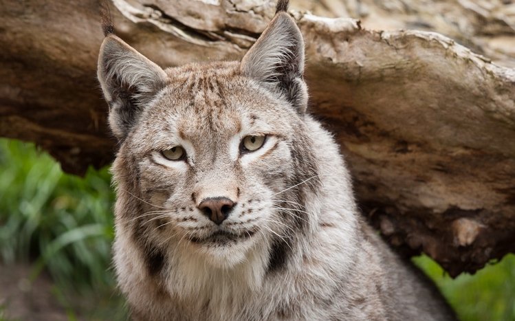 Lynx Theme screenshot #9