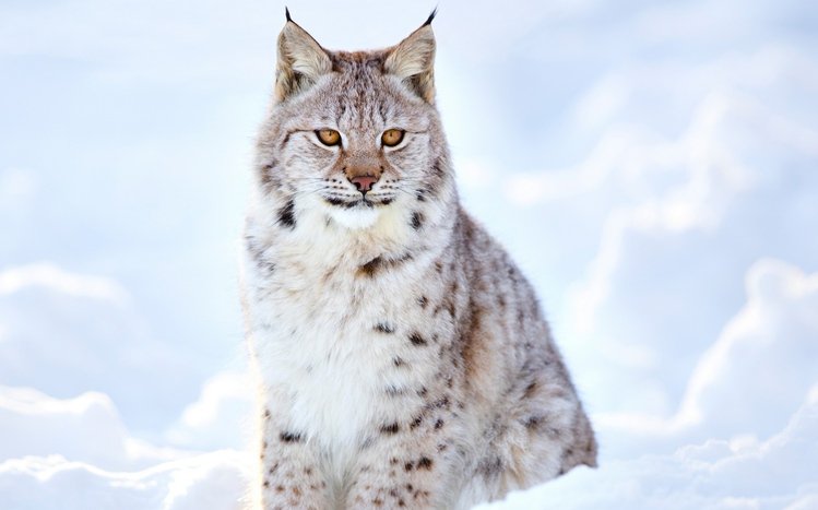 Lynx Theme screenshot #15