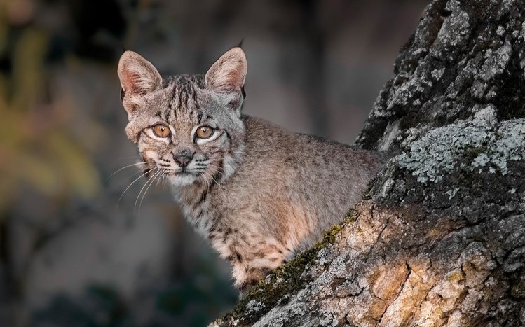 Lynx Theme screenshot #10