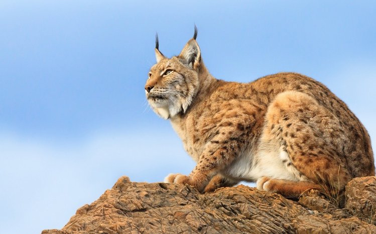 Lynx Theme screenshot #11