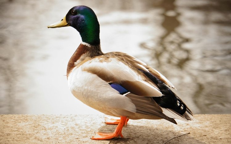 Mallard Theme screenshot #8