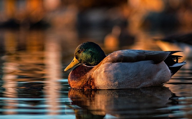 Mallard Theme screenshot #7