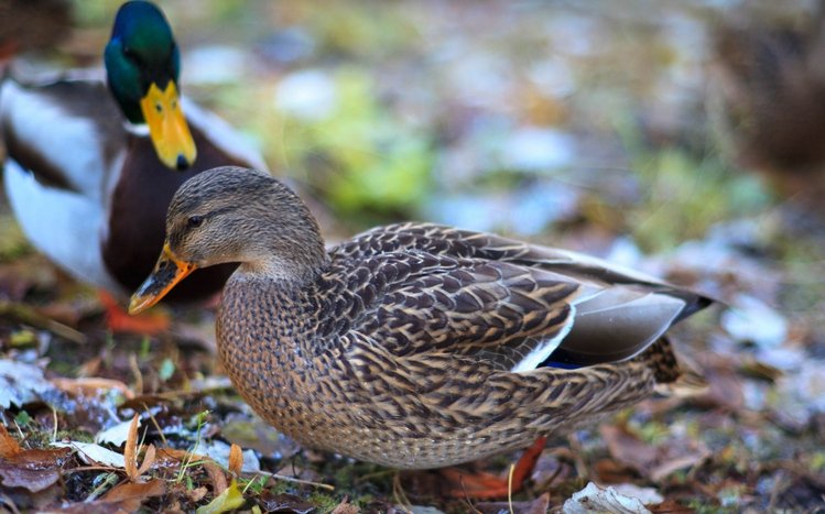 Mallard Theme screenshot #5