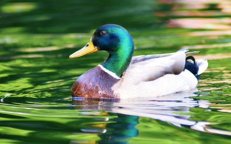 Mallard Theme screenshot #15