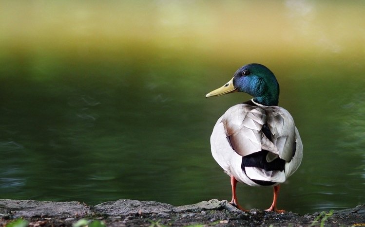 Mallard Theme screenshot #4