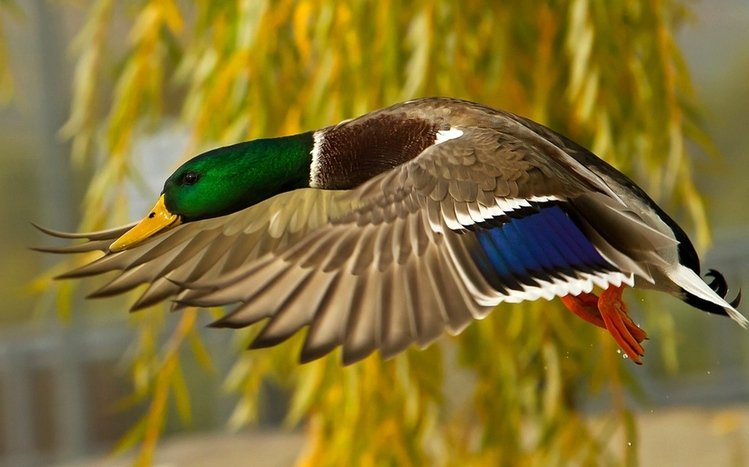 Mallard Theme screenshot #1