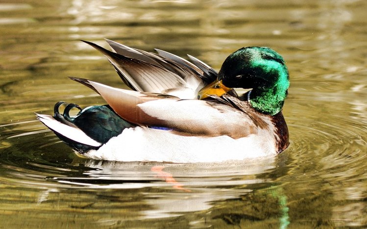Mallard Theme screenshot #10