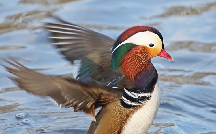 Mandarin Duck Theme screenshot #12