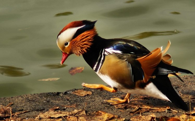 Mandarin Duck Theme screenshot #15