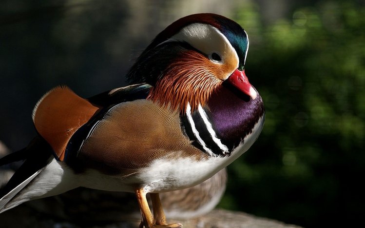 Mandarin Duck Theme screenshot #14