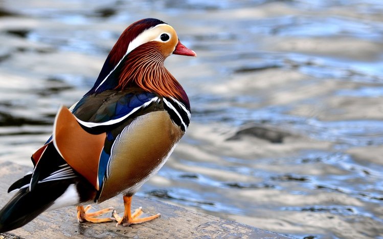 Mandarin Duck Theme screenshot #3