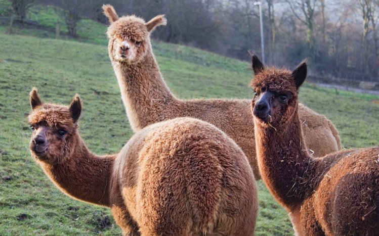 Alpaca Theme screenshot #6