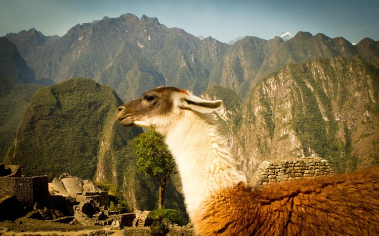 Alpaca Theme screenshot #1