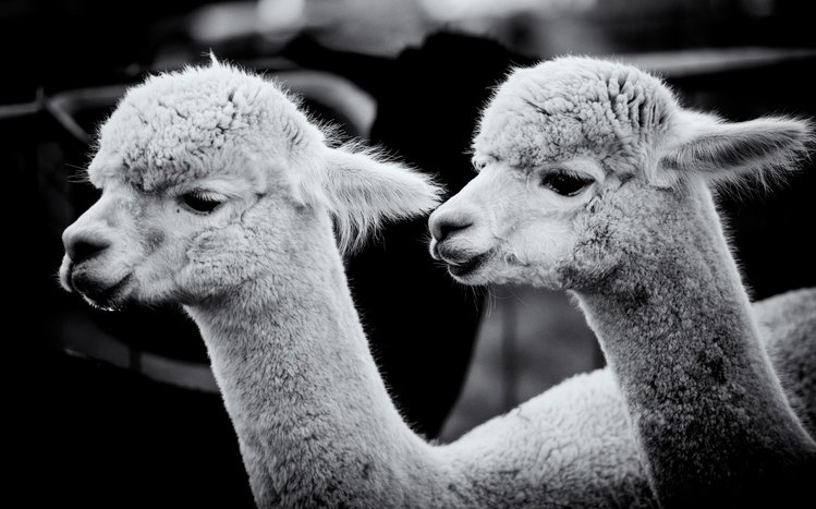 Alpaca Theme screenshot #12