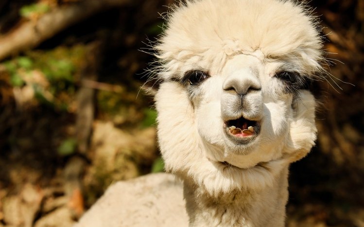 Alpaca Theme screenshot #15