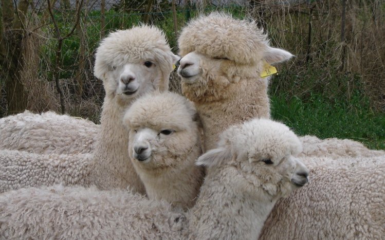 Alpaca Theme screenshot #3