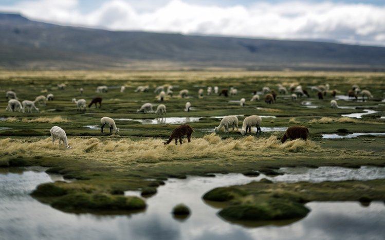 Alpaca Theme screenshot #9