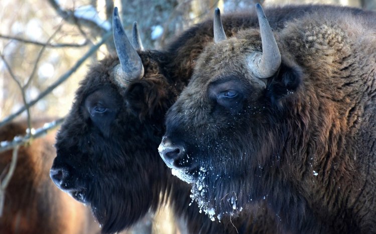 American Bison Theme screenshot #13