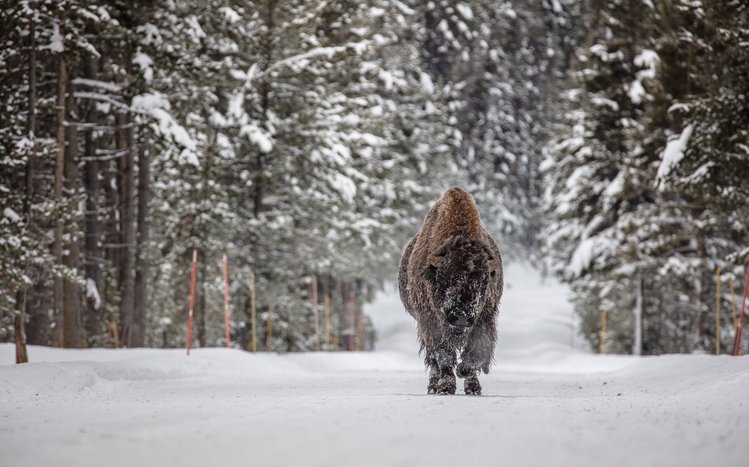 American Bison Theme screenshot #10