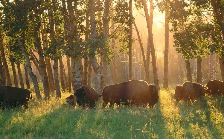 American Bison Theme screenshot #4