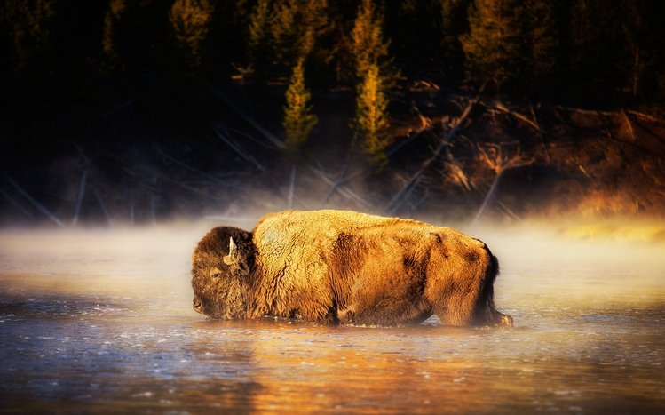 American Bison Theme screenshot #3