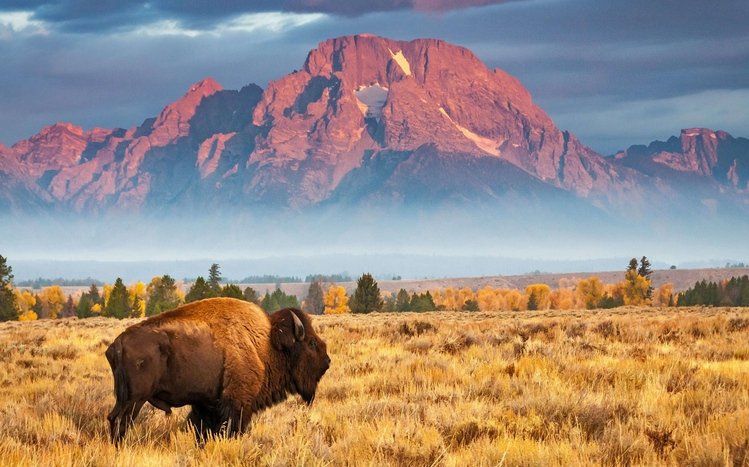 American Bison Theme screenshot #14