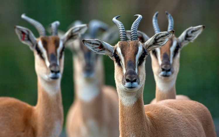 Antelope Theme screenshot #3