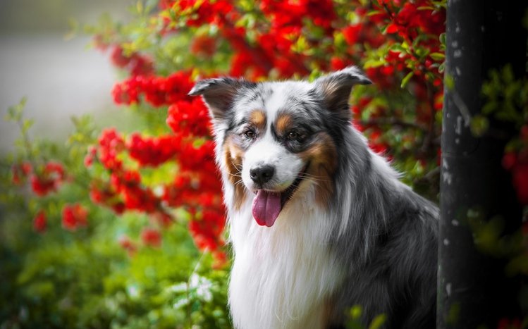 Australian Shepherd Theme screenshot #2