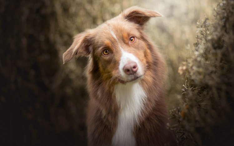 Australian Shepherd Theme screenshot #6