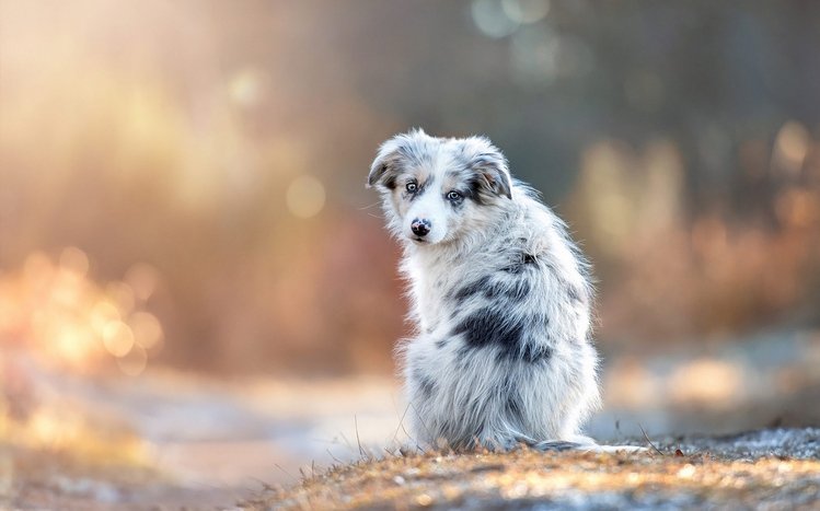 Australian Shepherd Theme screenshot #13