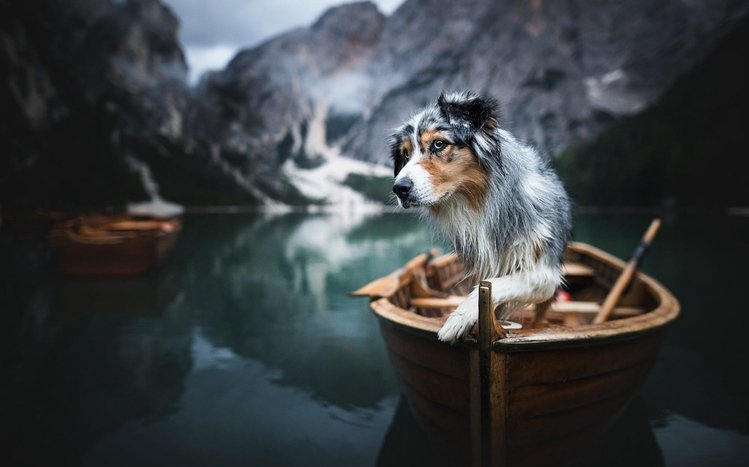 Australian Shepherd Theme screenshot #15