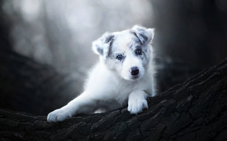 Australian Shepherd Theme screenshot #3