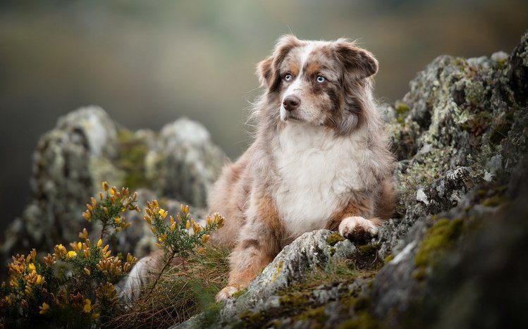Australian Shepherd Theme screenshot #14