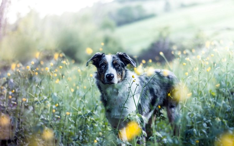 Australian Shepherd Theme screenshot #11