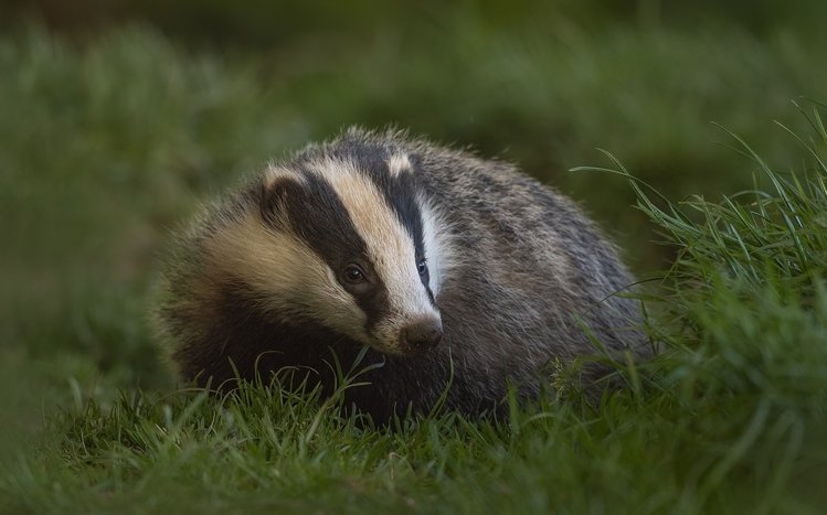 Badger Theme screenshot #12