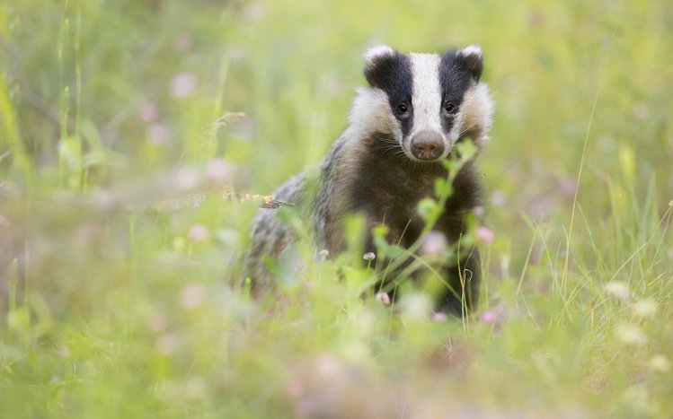 Badger Theme screenshot #8