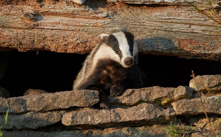 Badger Theme screenshot #6