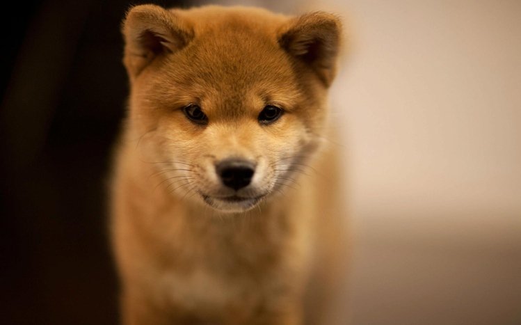 Akita Theme screenshot #2