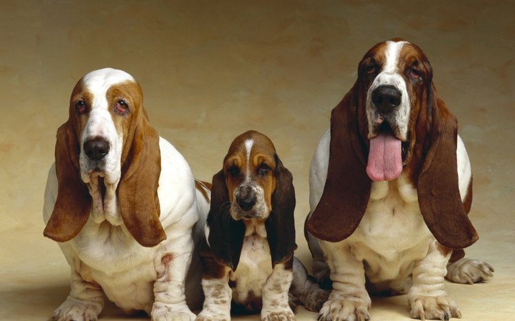 Basset Hound Theme screenshot #8