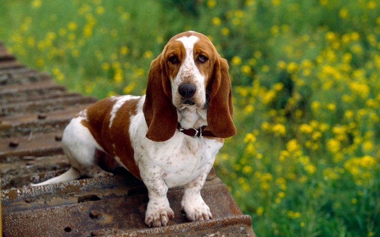 Basset Hound Theme screenshot #3
