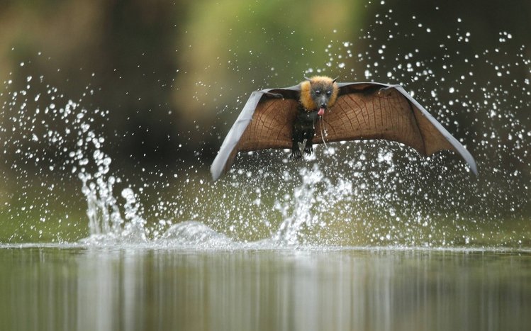 Bat Theme screenshot #5