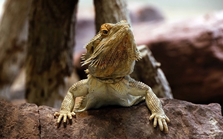 Bearded Dragon Theme screenshot #12