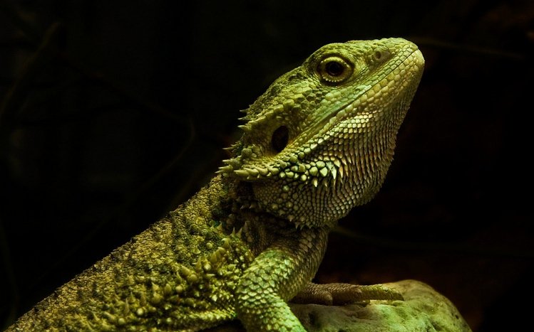 Bearded Dragon Theme screenshot #1
